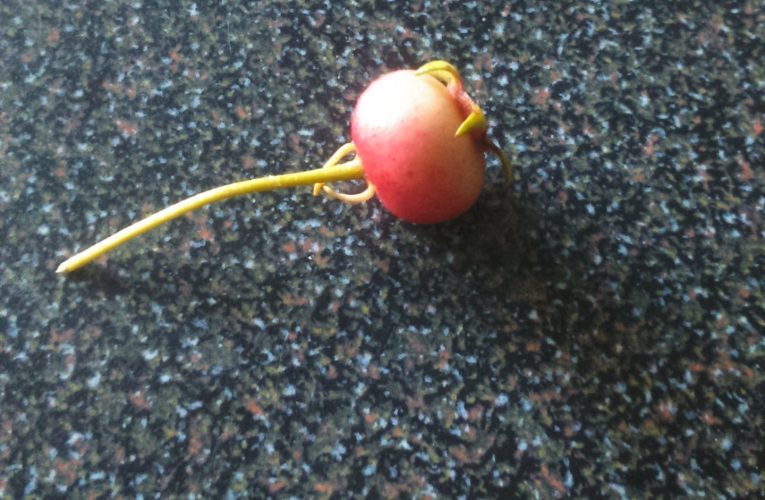 The Chilean Guava has finally given…